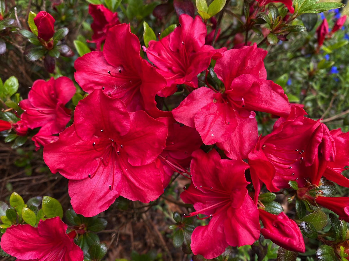 azalea unknown